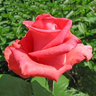 Роза чайно-гибридная Рафаэлло изображение 2