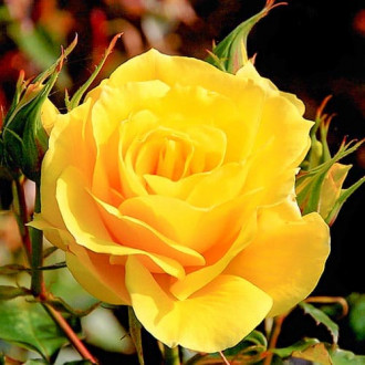 Роза чайно-гибридная Ричард Таубер изображение 4