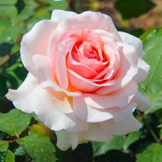 Роза чайно-гибридная Роберто Капуччи изображение 2
