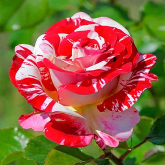 Роза чайно-гибридная Рок энд Ролл изображение 3