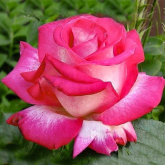 Роза чайно-гибридная Роз Гожар изображение 4