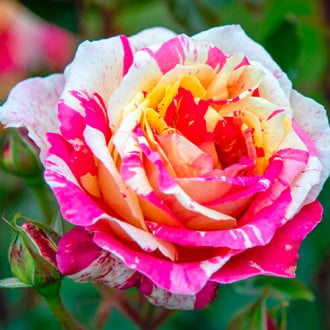 Роза чайно-гибридная Розита Миссони изображение 3