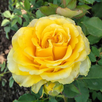 Роза чайно-гибридная Сфинкс изображение 6