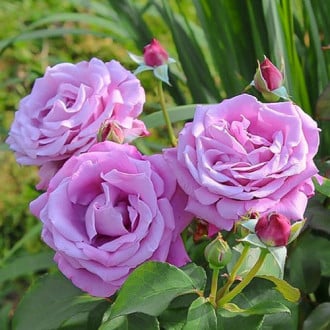 Роза чайно-гибридная Шарль де Голь изображение 3