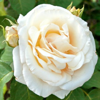 Роза чайно-гибридная Шопен изображение 4