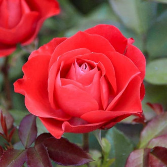 Роза чайно-гибридная Сигни Нуар изображение 3