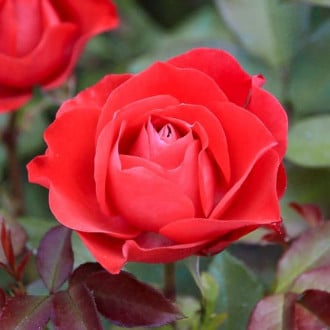 Роза чайно-гибридная Сигни Нуар изображение 5