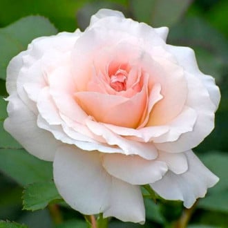 Роза чайно-гибридная Сильвия изображение 4