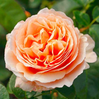 Роза чайно-гибридная Тропикана изображение 3