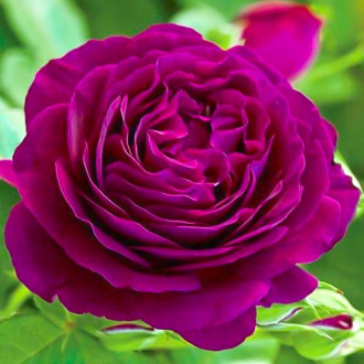 Роза чайно-гибридная Твайлайт Зоун изображение 2
