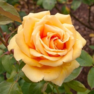 Роза чайно-гибридная Валенсия изображение 3