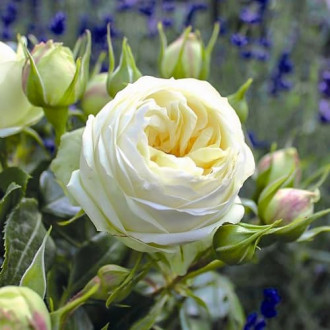 Роза чайно-гибридная Вайт Пиано изображение 4