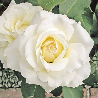 Роза чайно-гибридная Вайт Симфони изображение 3