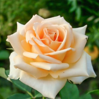 Роза чайно-гибридная Версилия изображение 2