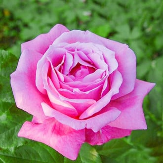 Роза чайно-гибридная Виолет Парфюм изображение 5