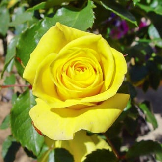 Роза чайно-гибридная Йеллоу Квин Элизабет изображение 5