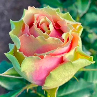 Роза чайно-гибридная Питахайя изображение 1
