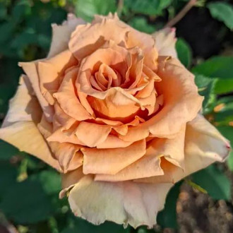 Роза чайно-гибридная Тоффи изображение 1
