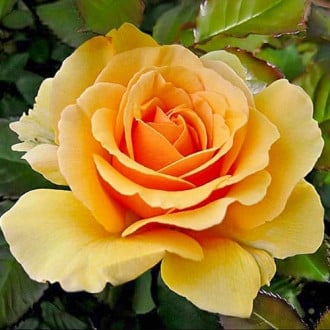Роза флорибунда Амбер Куин изображение 2