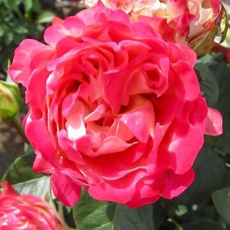 Роза флорибунда Блиц Раффлс изображение 6