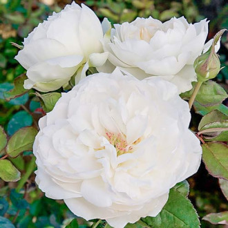Роза флорибунда Болеро изображение 5