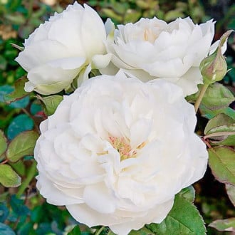 Роза флорибунда Болеро изображение 1