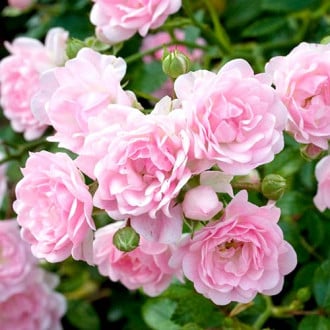 Роза флорибунда Боттичелли изображение 6