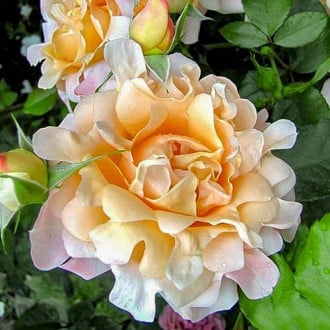 Роза флорибунда Дрим Раффлс изображение 2