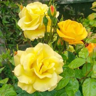 Роза флорибунда Гарден Принцесс изображение 6