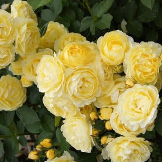 Роза флорибунда Голден Бордер изображение 1
