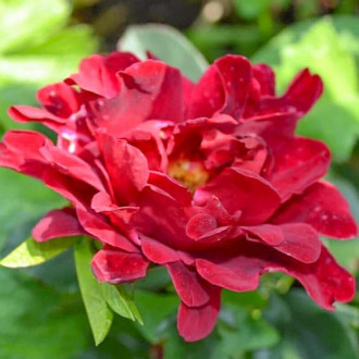 Роза флорибунда Индиан Раффлс изображение 6