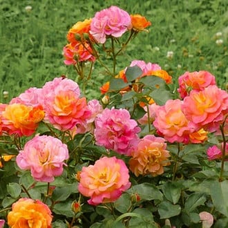 Роза флорибунда Камайо изображение 3