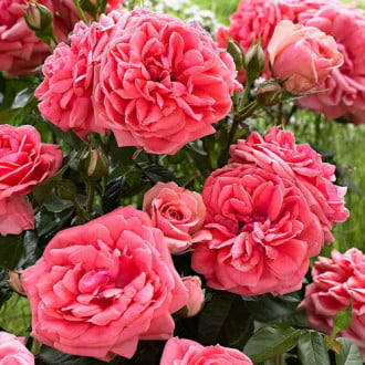 Роза флорибунда Кимоно изображение 6