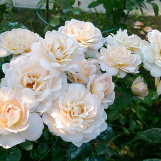 Роза флорибунда Кристал Палас изображение 4