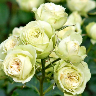 Роза флорибунда Лавли Грин изображение 3