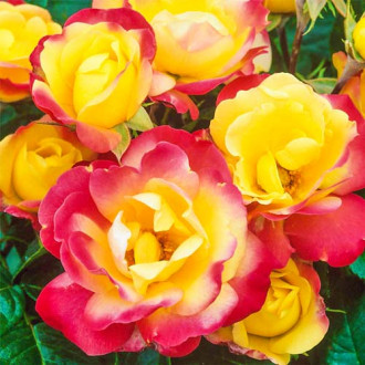Роза флорибунда Маскарад изображение 6