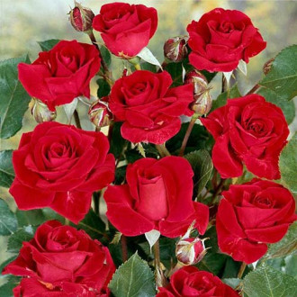 Роза флорибунда Нина Вейбул изображение 4