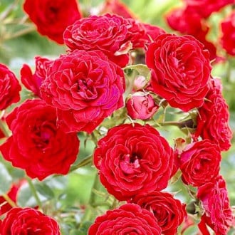 Роза флорибунда Ремембранс изображение 4