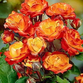 Роза флорибунда Румба изображение 4