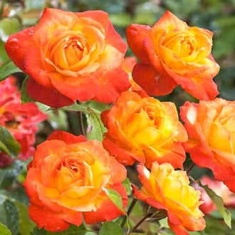 Роза флорибунда Солнечная Девочка изображение 6