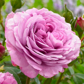 Роза флорибунда Лавендер Айс изображение 2