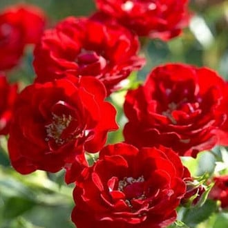 Роза канадская Аделаида Худлесc изображение 4