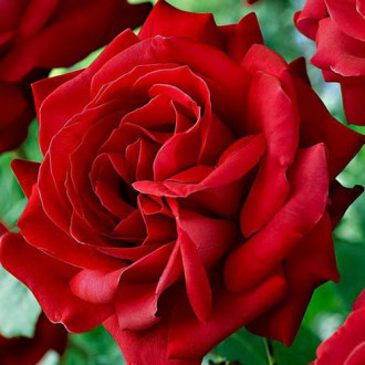 Роза канадская Катберт Грант изображение 3