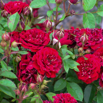 Роза канадская Морден Аморетте изображение 5