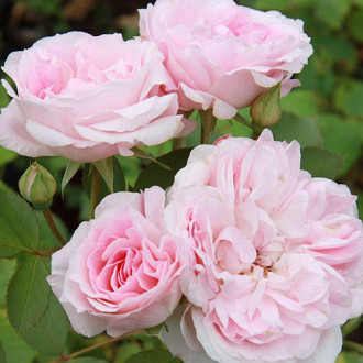 Роза канадская Морден Блаш изображение 6