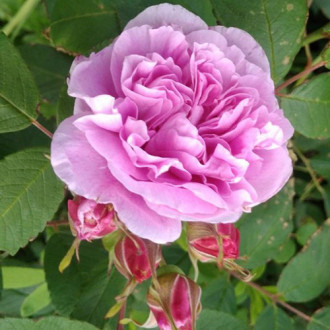 Роза канадская Тереза Багнет изображение 1