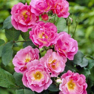 Роза канадская Вильям Баффин изображение 5