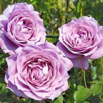 Роза чайно-гибридная Новалис изображение 5