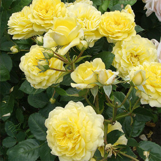Роза парковая Анни Дюпрей изображение 2