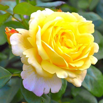 Роза парковая Чайнатаун изображение 5